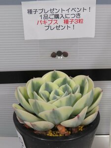 8069 「多肉植物」エケベリア ルノーディーン 植え【発根・ Echeveria 'Lenore Dean'・購入でパキプス種子プレゼント】