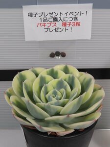 8070 「多肉植物」エケベリア ルノーディーン 植え【発根・ Echeveria 'Lenore Dean'・購入でパキプス種子プレゼント】