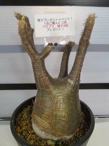 8405 「塊根植物」パキポディウム グラキリス ML 植え【未発根・多肉植物・gracilius・マダガスカル・購入でパキプス種子プレゼント】