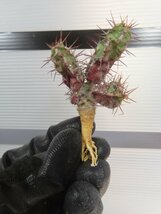 8523 「多肉植物」ユーフォルビア リデンブルゲンシス 抜き苗【最新・Euphorbia lydenburgensis・購入でパキプス種子プレゼント】_画像6