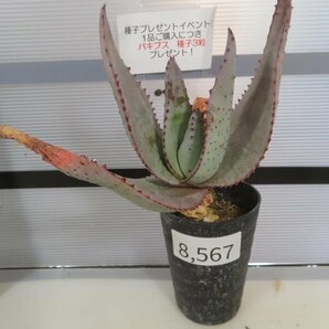 8567 「実生」アロエ ラエタ【種から発芽・発根・Aloe laeta・美株・多肉植物・購入でパキプス種子プレゼント】の画像4