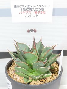 8085 「多肉植物I】アガベ チタノタ 小島白刺 植え【小島白刺・Agave Kojima hakushi・購入でパキプス種子プレゼント】