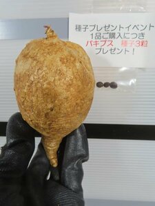 8506 「塊根植物」ラフィオナクメ ブルケイ 抜き苗【最新到着・Raphionacme burkei・購入でパキプス種子プレゼント】