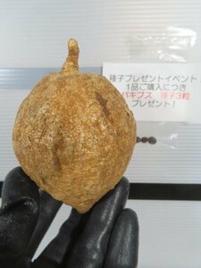 8510 「塊根植物」ラフィオナクメ ブルケイ 抜き苗【最新到着・Raphionacme burkei・購入でパキプス種子プレゼント】