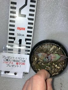 2739 「高級品種】アガベ チタノタ 藍鯨 植え【発根・超厳選極上子株・Agave titanota・購入でパキプス種子プレゼント】