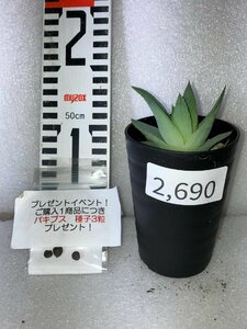 2690 「多肉植物」アロエ ポリフィラ【実生・Aloe polyphylla・多肉植物・発根・購入でパキプス種子プレゼント】