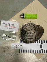 2117 「サボテン」コピアポア コルムナアルバ 抜き苗【多肉植物・Copiapoa columna-alba・希少株・購入でパキプス種子プレゼント】_画像2