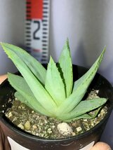 2690 「多肉植物」アロエ ポリフィラ【実生・Aloe polyphylla・多肉植物・発根・購入でパキプス種子プレゼント】_画像4