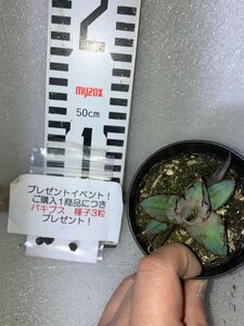 2743 「高級品種】アガベ チタノタ 藍鯨 植え【発根・超厳選極上子株・Agave titanota・購入でパキプス種子プレゼント】