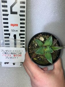 2734 「高級品種】アガベ チタノタ 姫仁王冠 植え【発根・多肉植物・超厳選極上子株・Agave titanota・購入でパキプス種子プレゼント】