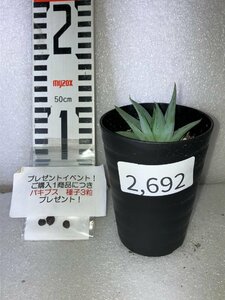 2692 「多肉植物」アロエ ポリフィラ【実生・Aloe polyphylla・多肉植物・発根・購入でパキプス種子プレゼント】