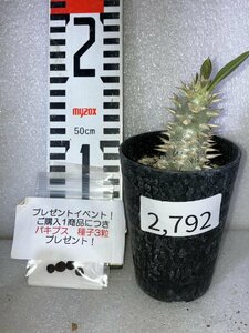 2792 「実生株」パキポディウム デンシカウレ【Pachypodium Densicaule・恵比寿大黒・購入でパキプス種子プレゼント】