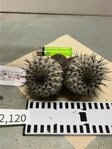 2120 「サボテン」コピアポア コルムナアルバ 抜き苗【多肉植物・Copiapoa columna-alba・希少株・購入でパキプス種子プレゼント】_画像3