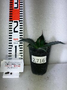 2716 「高級品種」アガベ コロラータ シュプリーム【多肉植物・発根・Agave colorata 'Supreme'・購入でパキプス種子プレゼント】