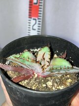 2742 「高級品種】アガベ チタノタ 藍鯨 植え【発根・超厳選極上子株・Agave titanota・購入でパキプス種子プレゼント】_画像3