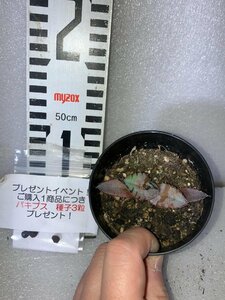 2744 「高級品種】アガベ チタノタ 藍鯨 植え【発根・超厳選極上子株・Agave titanota・購入でパキプス種子プレゼント】