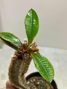 5318 「実生」ユーフォルビア レウコネウラ【種から発芽・白条キリン・Euphorbia leuconeura】