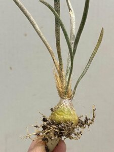 4525 「多肉植物I」アストロフィツム カプトメデューサ 抜き苗【サボテン・発根甘目・Astrophytum Caput-Medusae】