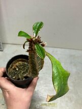 5318 「実生」ユーフォルビア レウコネウラ【種から発芽・白条キリン・Euphorbia leuconeura】_画像9