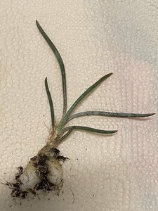 4515 「多肉植物I」アストロフィツム カプトメデューサ 抜き苗【サボテン・発根甘目・Astrophytum Caput-Medusae】