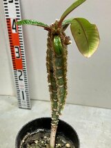 5318 「実生」ユーフォルビア レウコネウラ【種から発芽・白条キリン・Euphorbia leuconeura】_画像7