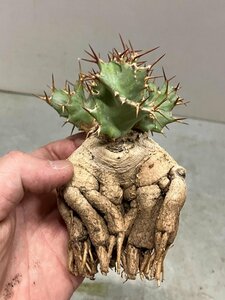 7000 「多肉植物」ユーフォルビア トルチラマ 抜き苗【3/9最新到着・塊根植物・Euphorbia tortirama】