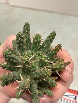 7059 「多肉植物」ユーフォルビア フスカ 抜き苗【3/9最新到着・塊根植物・Euphorbia fusca・蛮蛇頭】_画像8