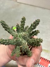 7046 「多肉植物」ユーフォルビア フスカ 抜き苗【3/9最新到着・塊根植物・Euphorbia fusca・蛮蛇頭】_画像6