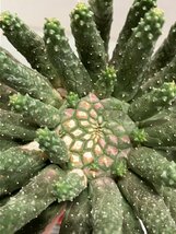 6955 「多肉植物」ユーフォルビア エスクレンタ 抜き苗【3/9最新到着・塊根植物・Euphorbia esculenta ・閻魔キリン】_画像9