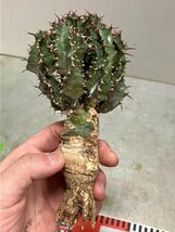 6954 「多肉植物」ユーフォルビア ペラングスタ 抜き苗【3/9最新到着・塊根植物・Euphorbia perangusta】_画像3