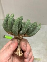 6958 「多肉植物」ユーフォルビア エスクレンタ 抜き苗【3/9最新到着・塊根植物・Euphorbia esculenta ・閻魔キリン】_画像10