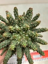 7054 「多肉植物」ユーフォルビア フスカ 抜き苗【3/9最新到着・塊根植物・Euphorbia fusca・蛮蛇頭】_画像7