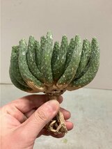 6965 「多肉植物」ユーフォルビア エスクレンタ 抜き苗【3/9最新到着・塊根植物・Euphorbia esculenta ・閻魔キリン】_画像10