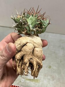 7001 「多肉植物」ユーフォルビア トルチラマ 抜き苗【3/9最新到着・塊根植物・Euphorbia tortirama】