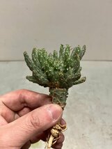 7052 「多肉植物」ユーフォルビア フスカ 抜き苗【3/9最新到着・塊根植物・Euphorbia fusca・蛮蛇頭】_画像10