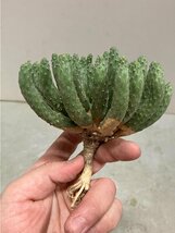 6955 「多肉植物」ユーフォルビア エスクレンタ 抜き苗【3/9最新到着・塊根植物・Euphorbia esculenta ・閻魔キリン】_画像4