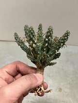 7062 「多肉植物」ユーフォルビア フスカ 抜き苗【3/9最新到着・塊根植物・Euphorbia fusca・蛮蛇頭】_画像3