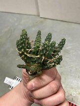 7062 「多肉植物」ユーフォルビア フスカ 抜き苗【3/9最新到着・塊根植物・Euphorbia fusca・蛮蛇頭】_画像9