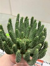 6965 「多肉植物」ユーフォルビア エスクレンタ 抜き苗【3/9最新到着・塊根植物・Euphorbia esculenta ・閻魔キリン】_画像2