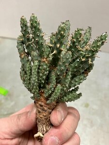 7055 「多肉植物」ユーフォルビア フスカ 抜き苗【3/9最新到着・塊根植物・Euphorbia fusca・蛮蛇頭】