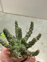 7047 「多肉植物」ユーフォルビア フスカ 抜き苗【3/9最新到着・塊根植物・Euphorbia fusca・蛮蛇頭】_画像10