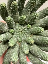 6958 「多肉植物」ユーフォルビア エスクレンタ 抜き苗【3/9最新到着・塊根植物・Euphorbia esculenta ・閻魔キリン】_画像6