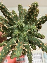 7058 「多肉植物」ユーフォルビア フスカ 抜き苗【3/9最新到着・塊根植物・Euphorbia fusca・蛮蛇頭】_画像8