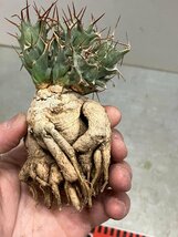 7001 「多肉植物」ユーフォルビア トルチラマ 抜き苗【3/9最新到着・塊根植物・Euphorbia tortirama】_画像3