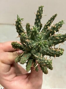 7058 「多肉植物」ユーフォルビア フスカ 抜き苗【3/9最新到着・塊根植物・Euphorbia fusca・蛮蛇頭】