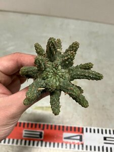 7053 「多肉植物」ユーフォルビア フスカ 抜き苗【3/9最新到着・塊根植物・Euphorbia fusca・蛮蛇頭】