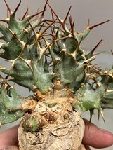 6998 「多肉植物」ユーフォルビア トルチラマ 抜き苗【3/9最新到着・塊根植物・Euphorbia tortirama】_画像8
