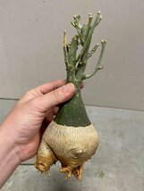 7130 「塊根植物」アデニア フルチコーサ大 抜き苗【3/9最新到着・多肉植物・Adenia fruticosa・フルティコーサ】_画像1