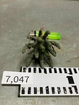 7047 「多肉植物」ユーフォルビア フスカ 抜き苗【3/9最新到着・塊根植物・Euphorbia fusca・蛮蛇頭】_画像7