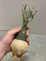 7130 「塊根植物」アデニア フルチコーサ大 抜き苗【3/9最新到着・多肉植物・Adenia fruticosa・フルティコーサ】_画像6